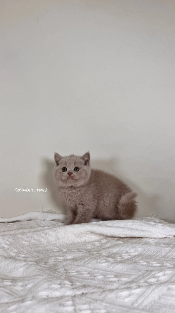 小鹿色英國短毛貓