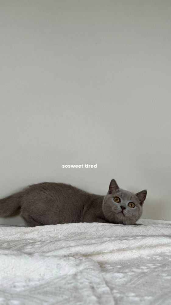 【已售出】紫丁香英國短毛貓