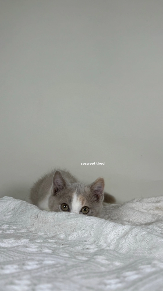 【已售出】紫三花賓士英國短毛貓