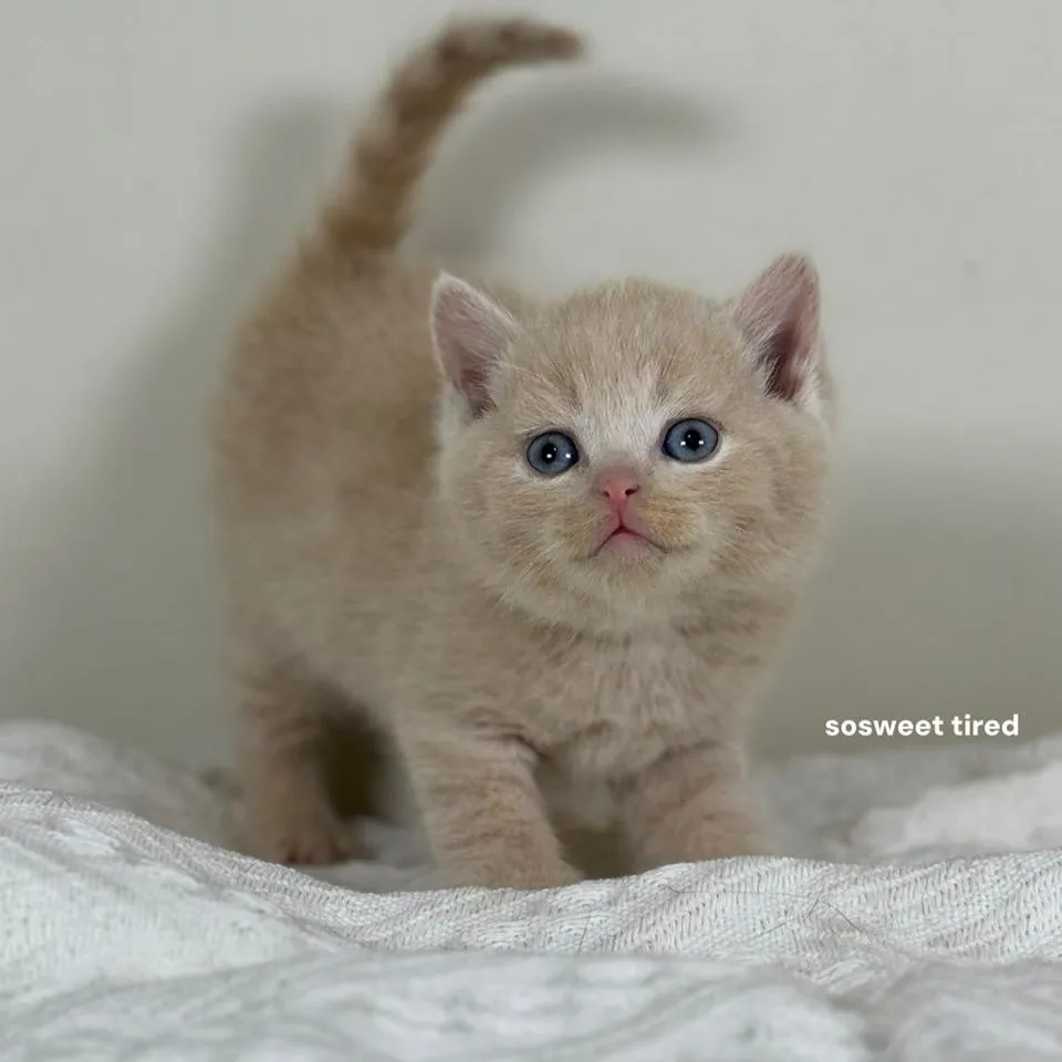 【已售出】乳色英國短毛貓