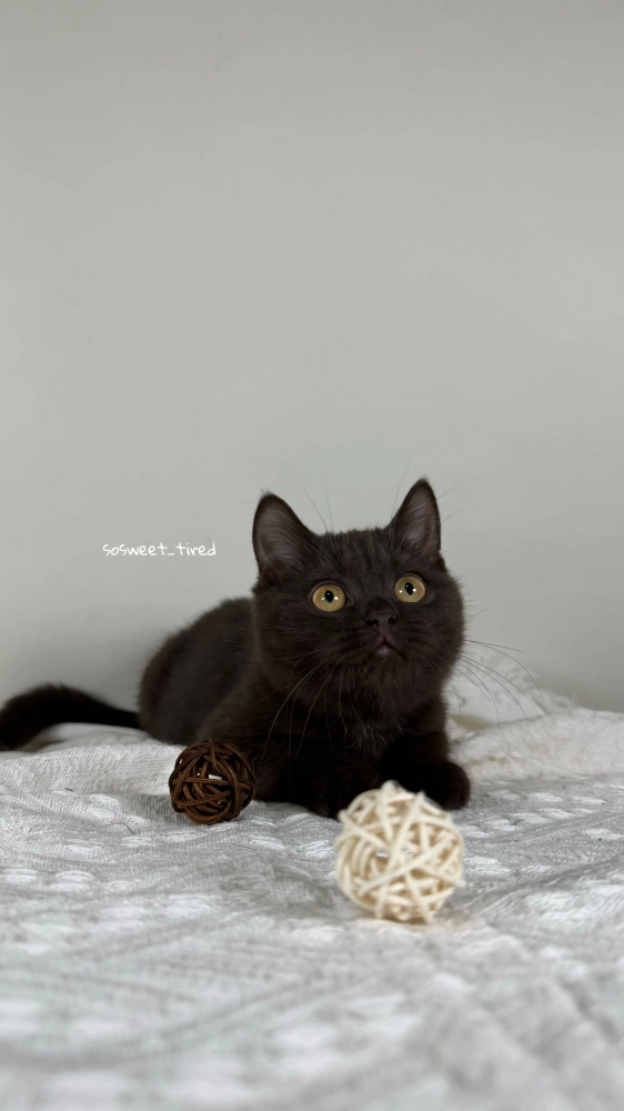 【已售出】巧克力英國短毛貓