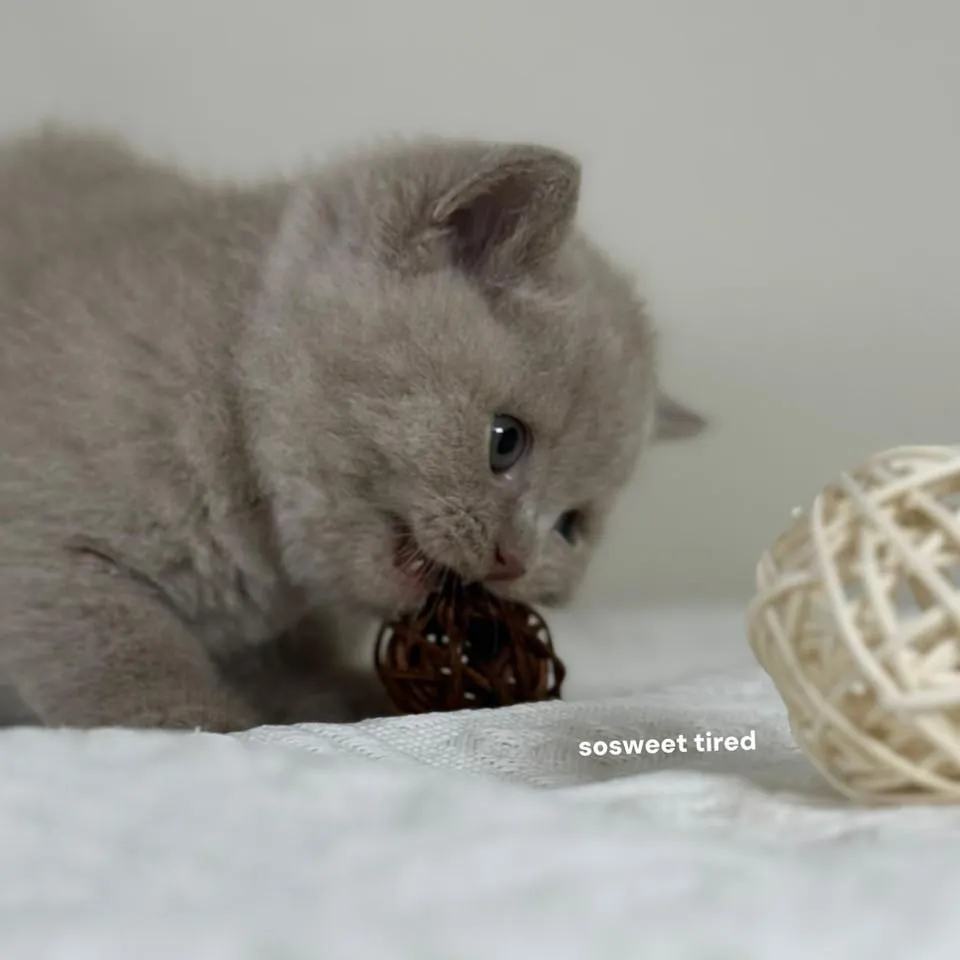 【已售出】紫丁香英國短毛貓（毛毛）