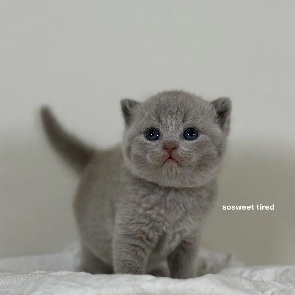 【已售出】紫丁香英國短毛貓（小梅）