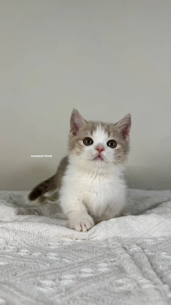 【已售出】小鹿加白曼赤肯