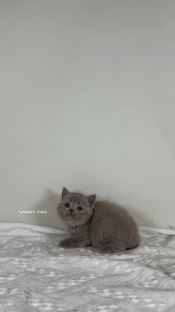 【已售出】紫丁香英國短毛貓