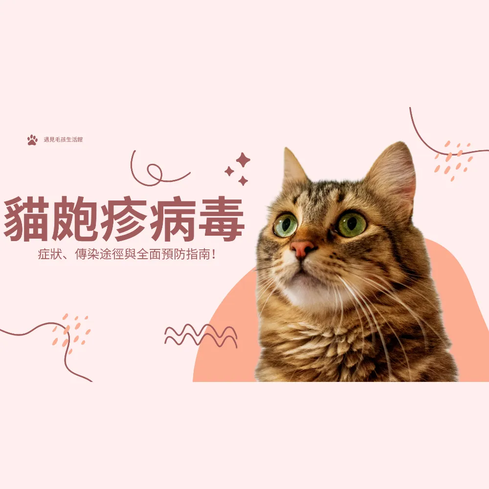 貓皰疹病毒｜貓舍｜新竹貓舍