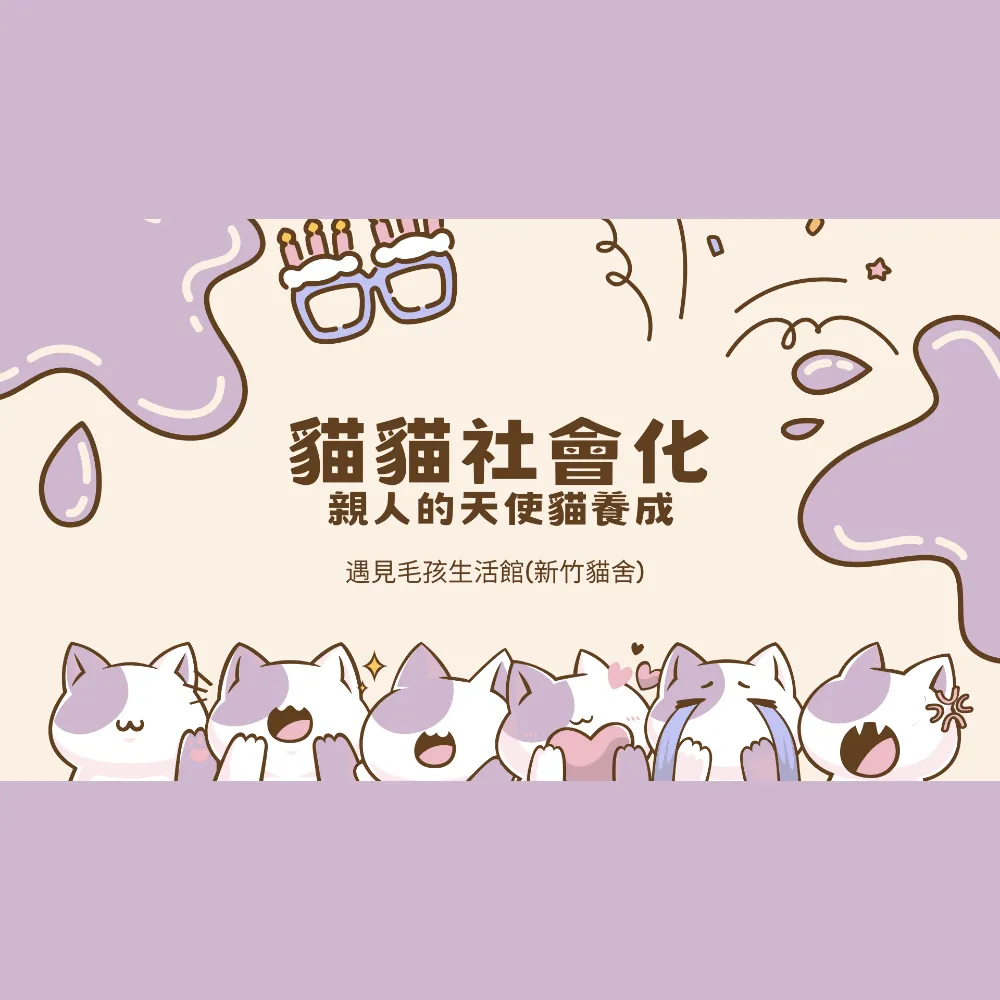 貓貓社會化｜貓舍｜新竹貓舍