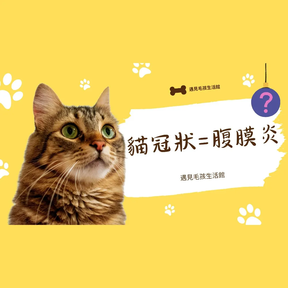 貓冠狀=腹膜炎｜貓舍｜新竹貓舍