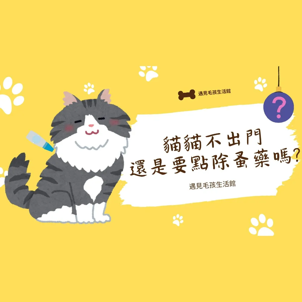 貓貓不出門還是要點除蚤藥嗎?｜寵物美容｜新竹寵物美容