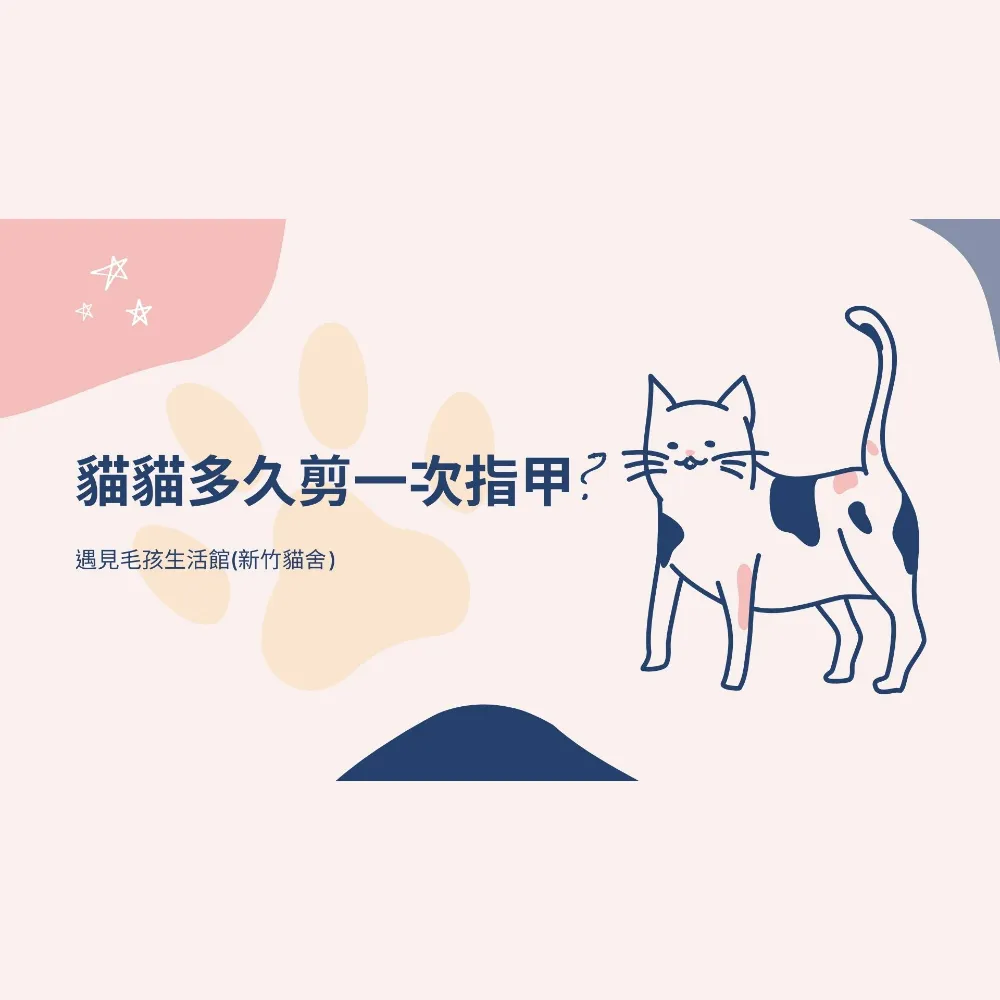 貓貓多久剪一次指甲?｜寵物美容｜新竹寵物美容