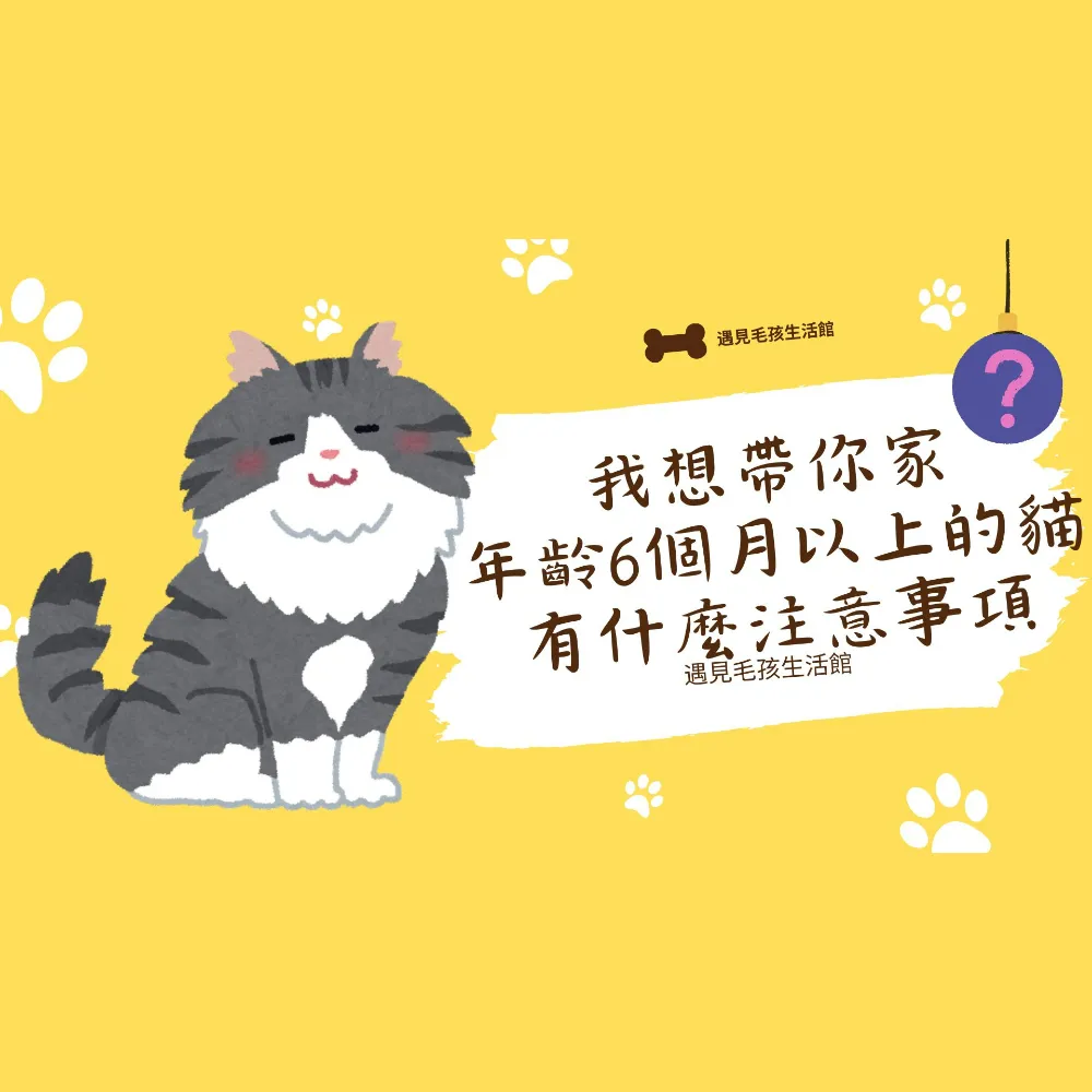 我想帶你回家 年齡6個月以上的貓有什麼注意事項