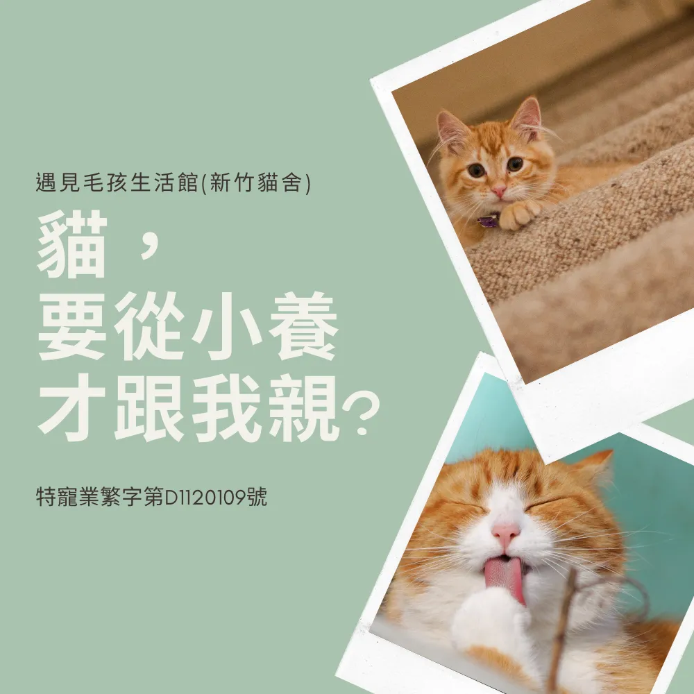 貓，要從小養才跟我親？