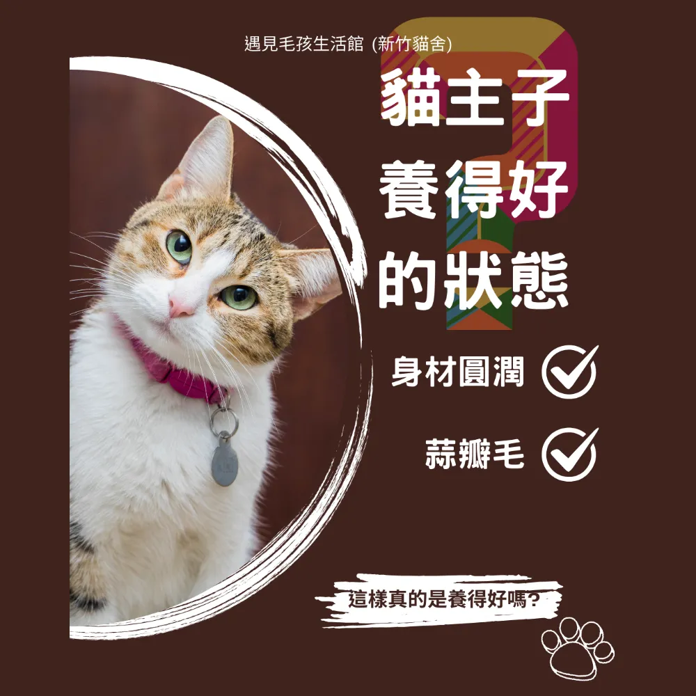 貓主子養得好的狀態