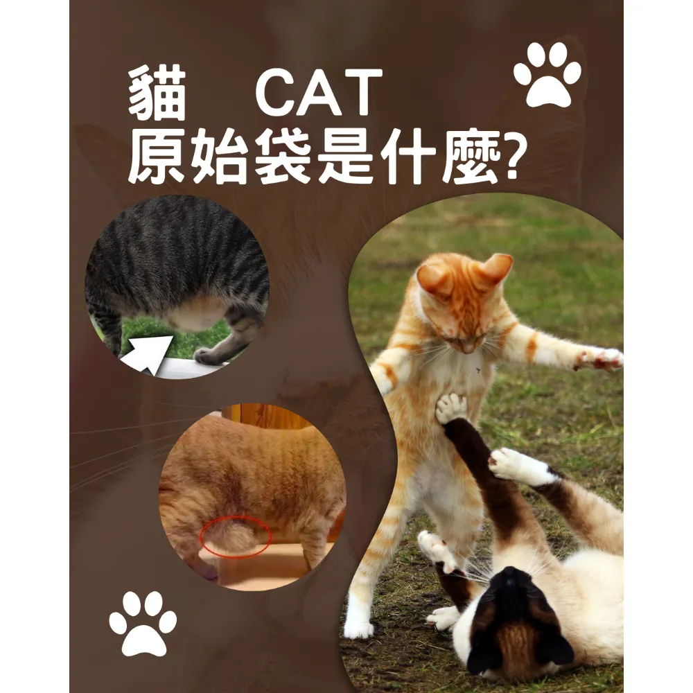 原始袋是什麼?