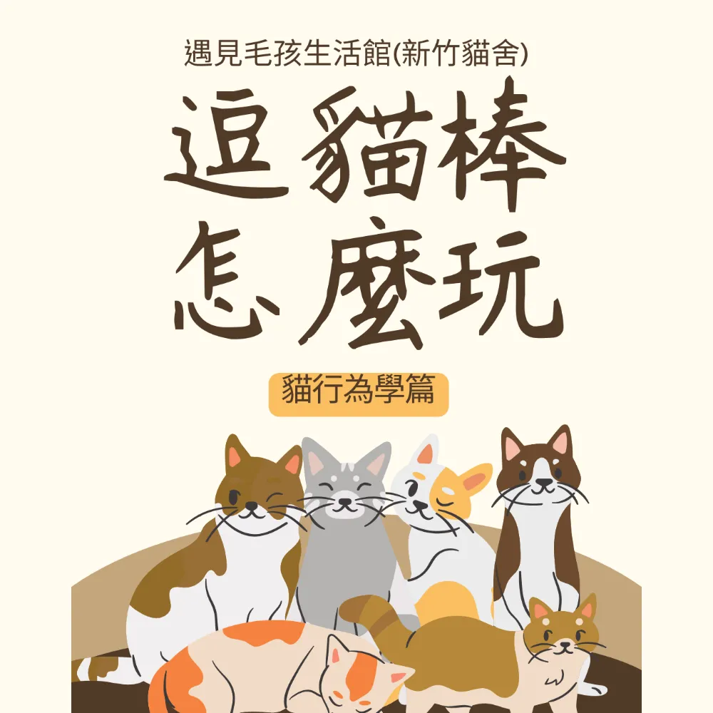 逗貓棒怎麼玩? ｜貓舍｜新竹貓舍
