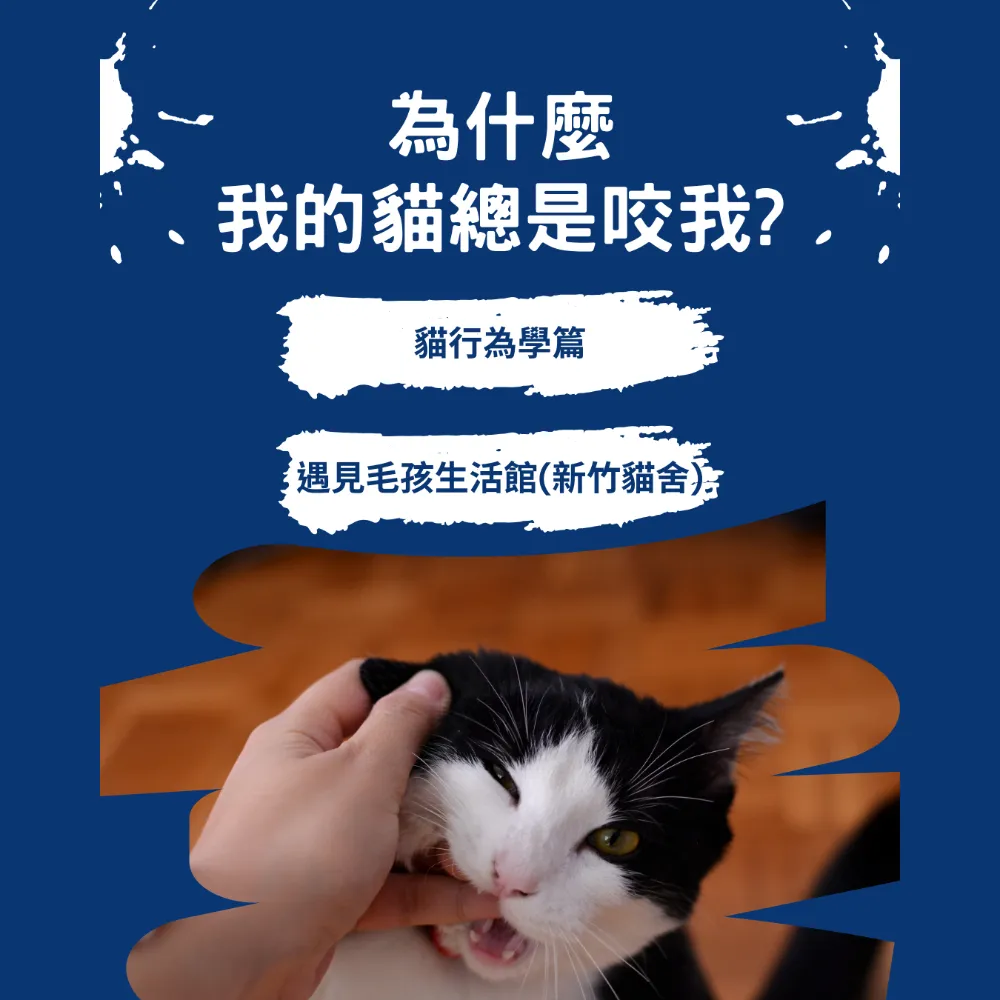 為什麼我的貓總是咬我? ｜貓舍｜新竹貓舍