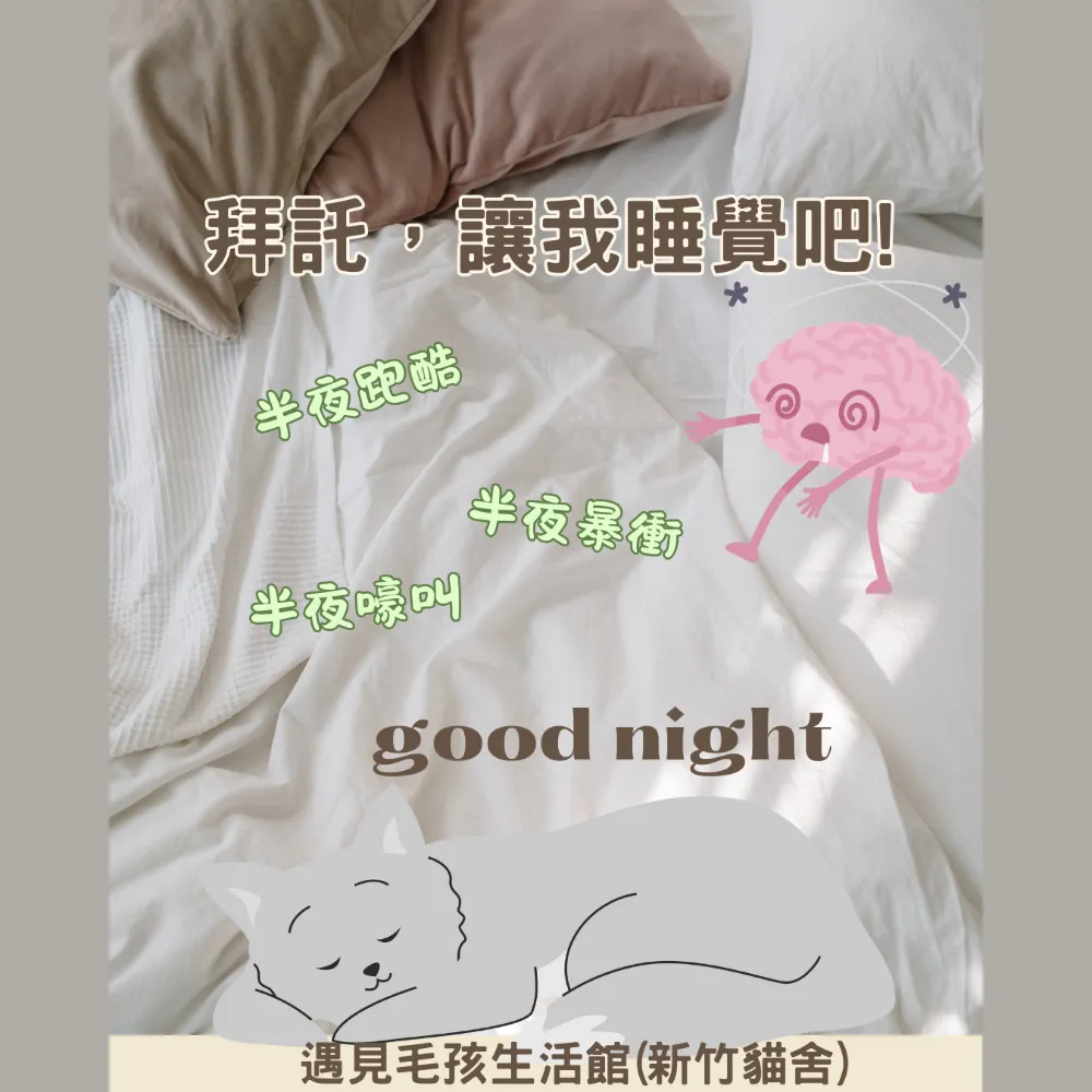 拜託，讓我睡覺吧!｜貓舍｜新竹貓舍