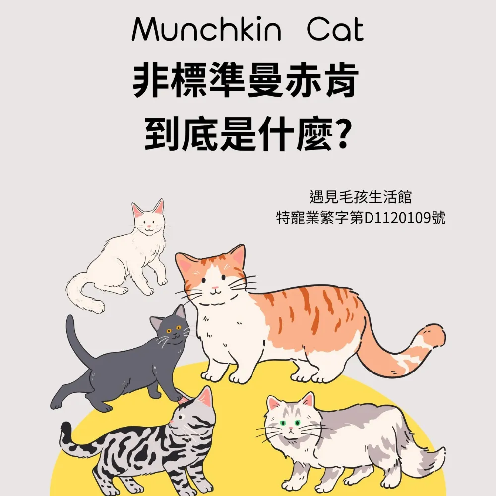 非標準曼赤肯到底是什麼?