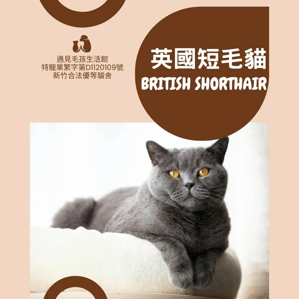 英國短毛貓