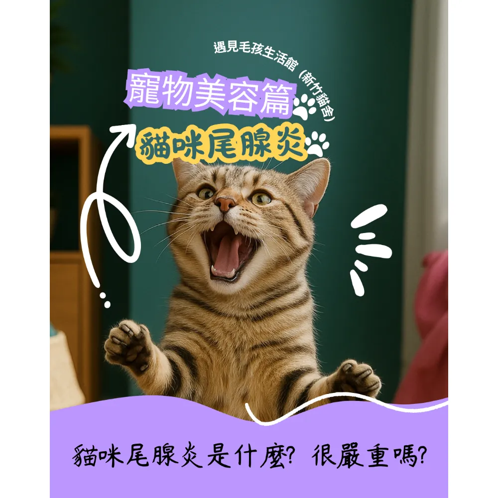 貓咪尾腺炎