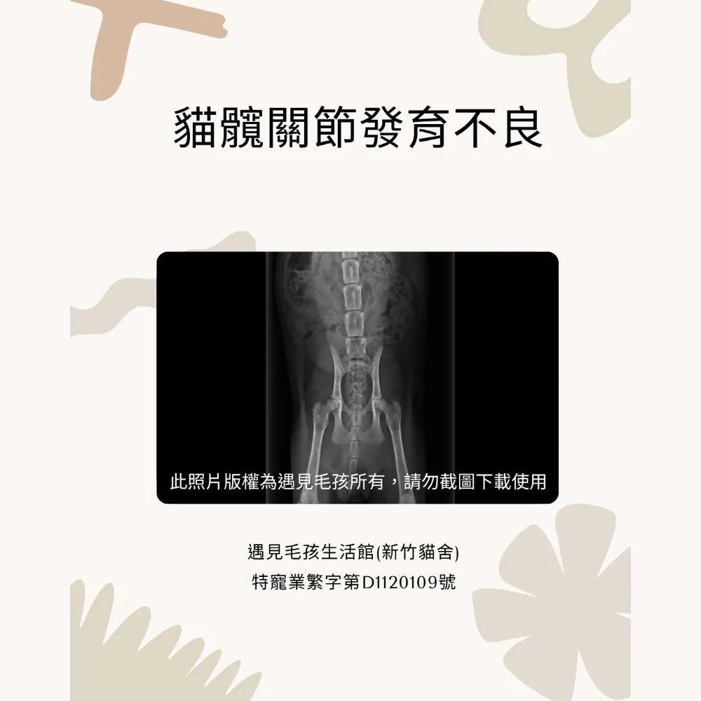 貓髖關節發育不良