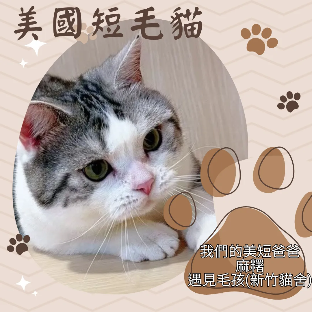美國短毛貓