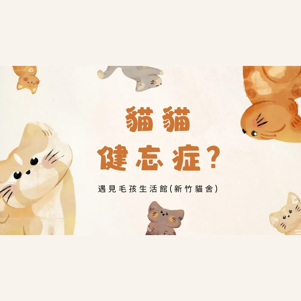 貓咪健忘症?