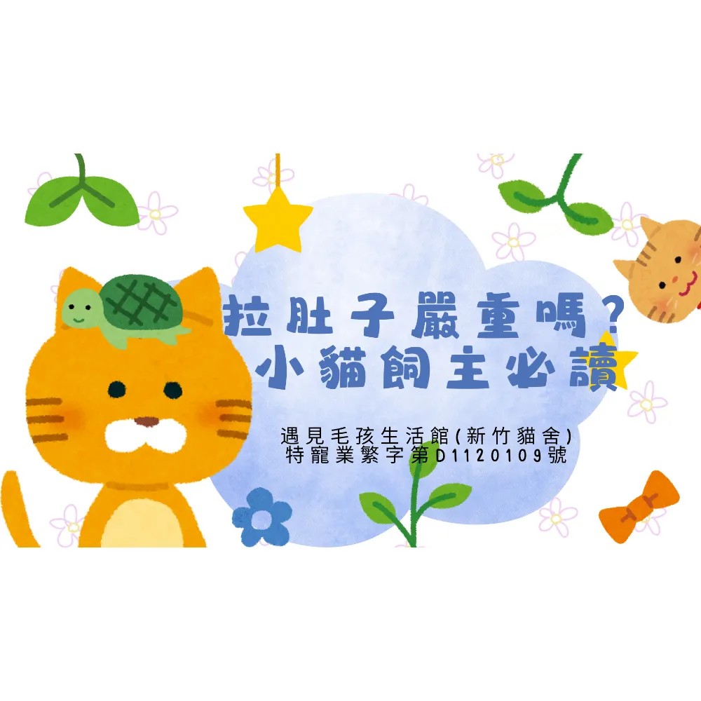 拉肚子嚴重嗎？小貓飼主必讀