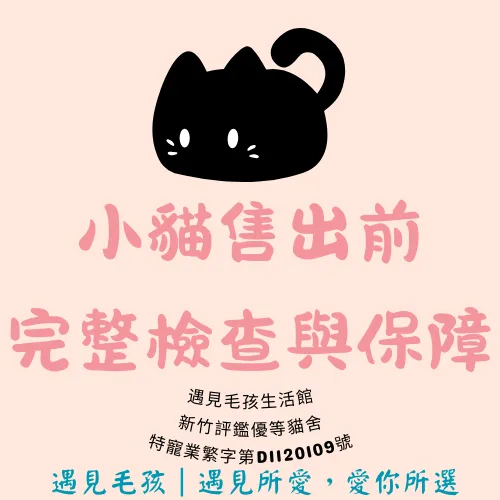 小貓售出前完整檢查與保障