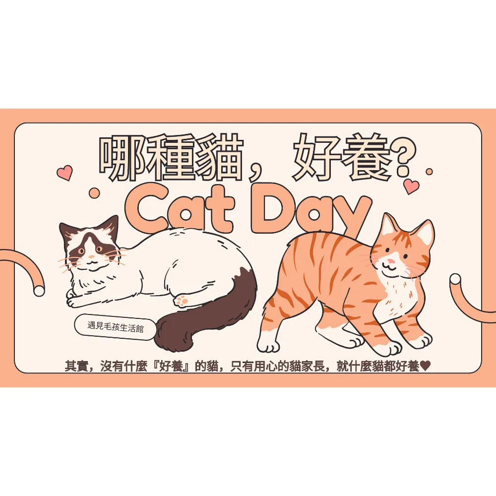 哪種貓，好養?