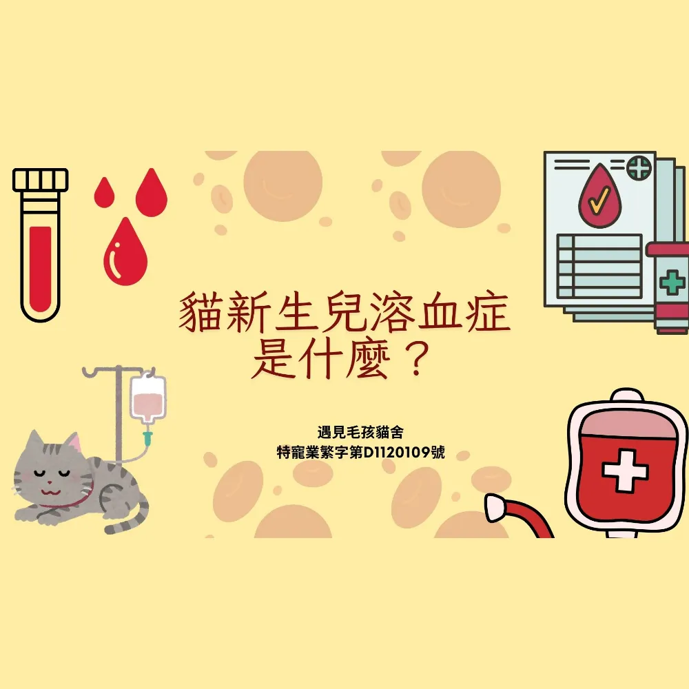 貓新生兒溶血症是什麼？
