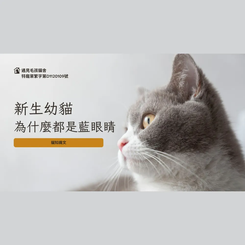 新生幼貓為什麼都是藍眼睛