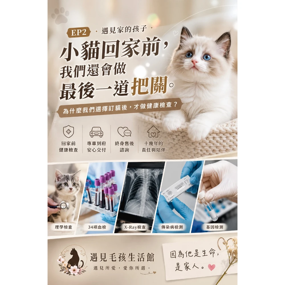 小貓回家前，我們還會做最後一道把關