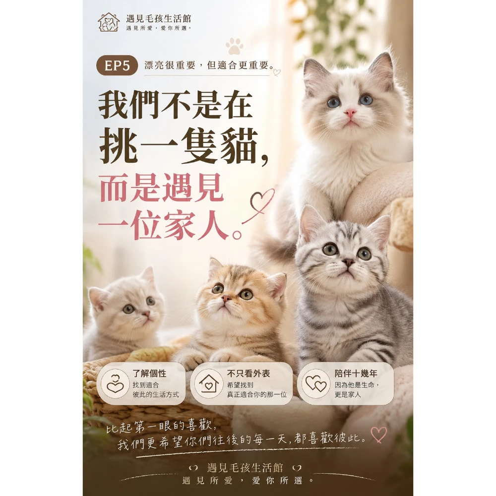 我們不是在挑一隻貓，而是遇見一位家人