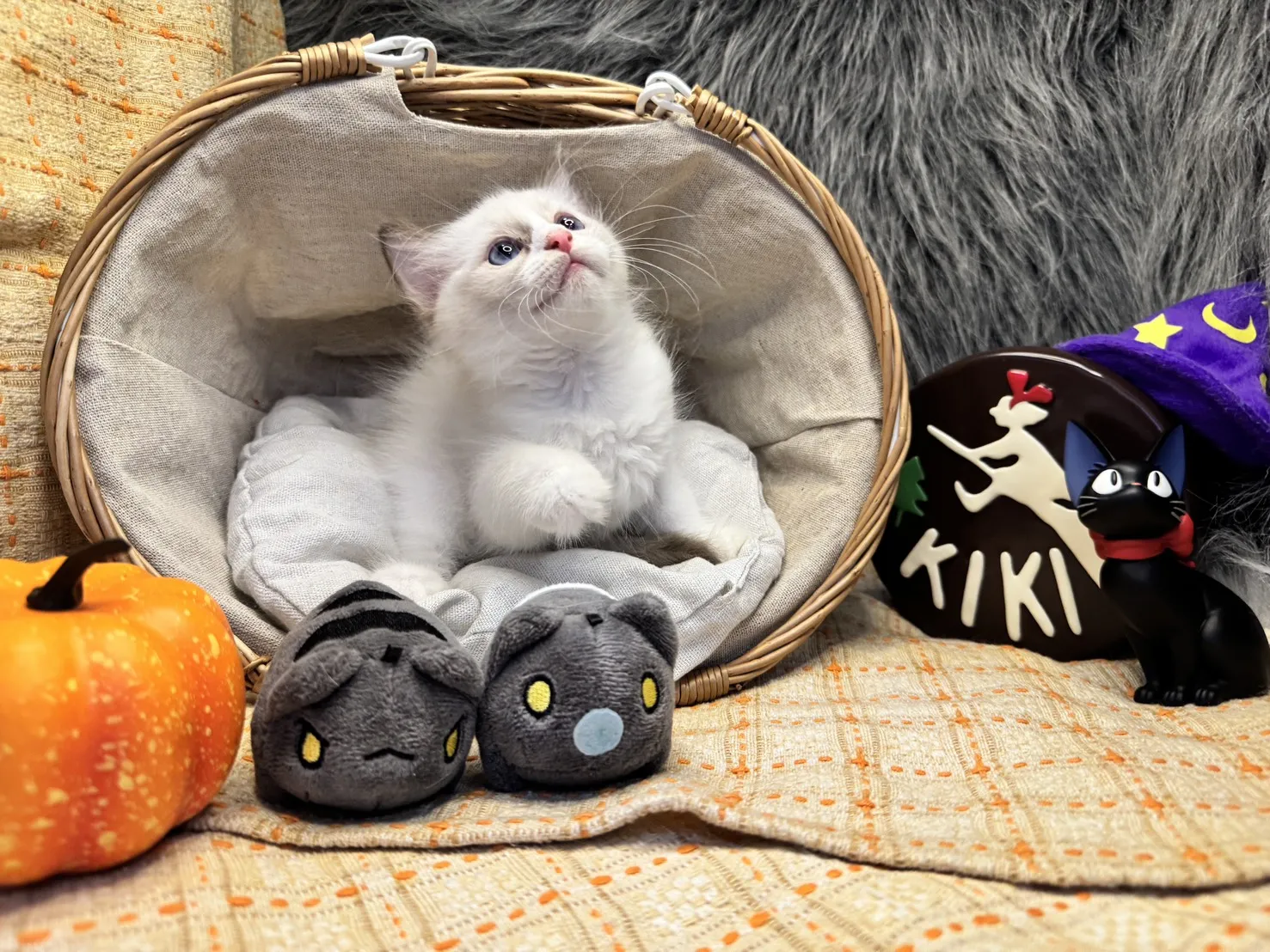 海雙布偶貓妹妹 - 冬月