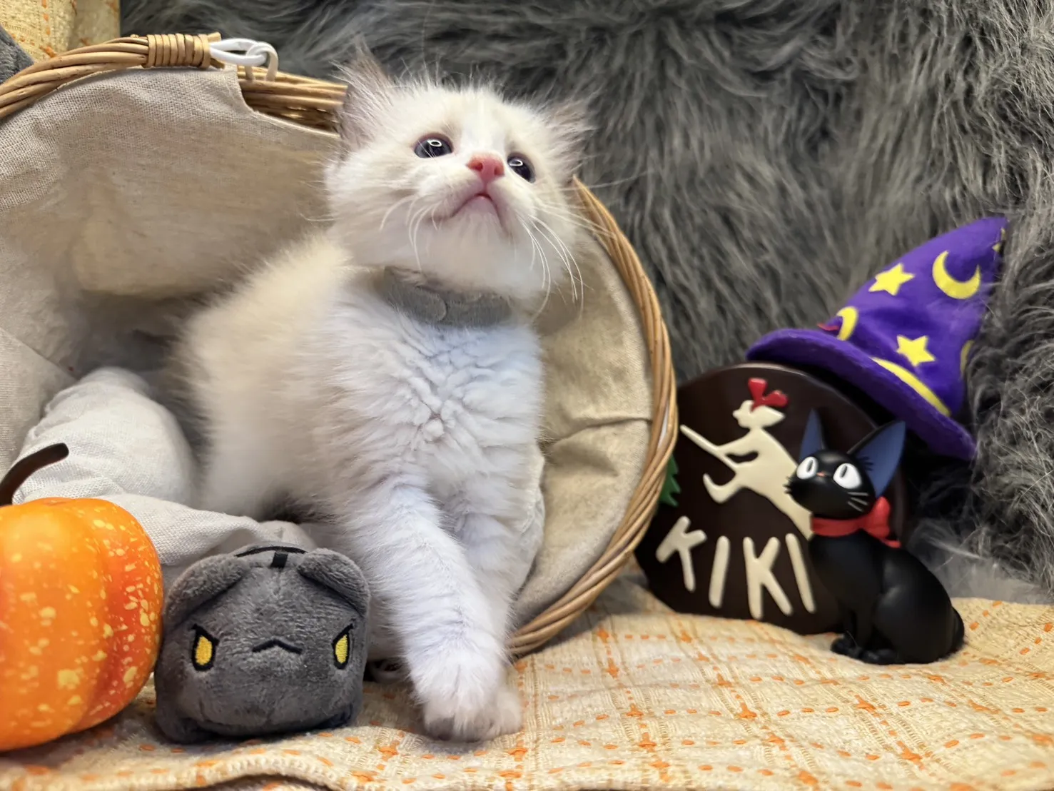 海雙布偶貓弟弟 - 安寶