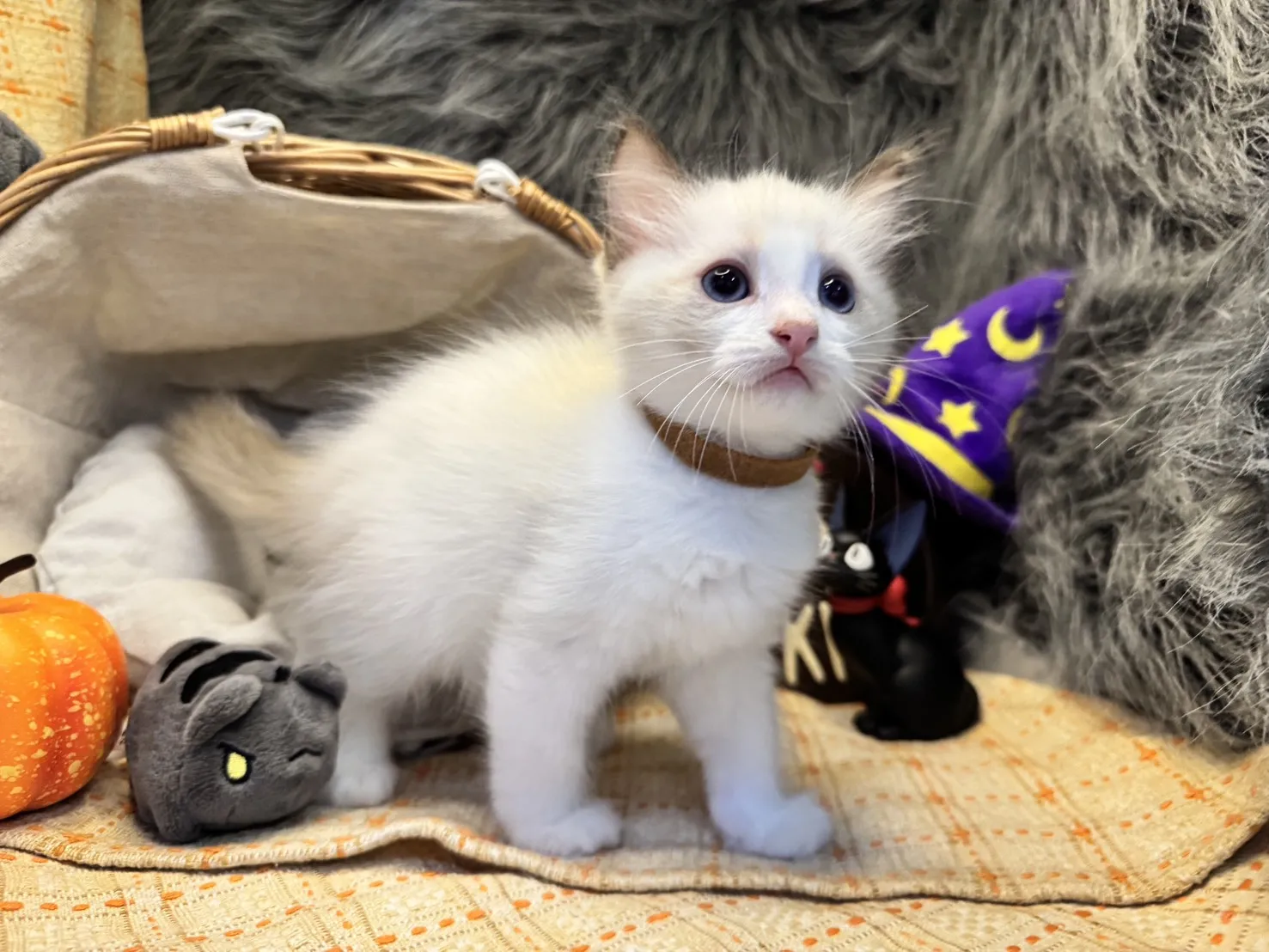 海雙布偶貓妹妹 - 琉璃