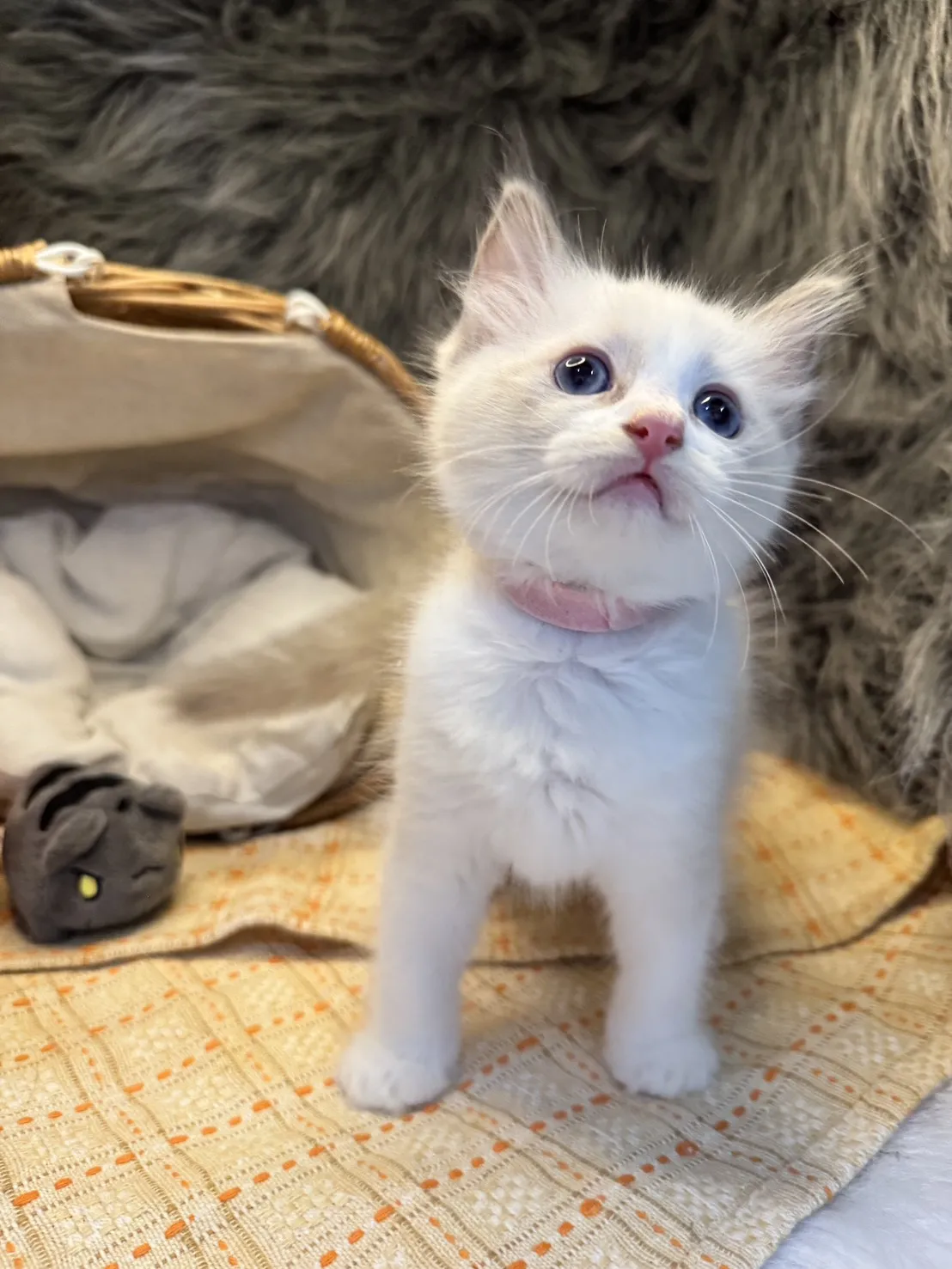 海雙布偶貓妹妹-樂寶