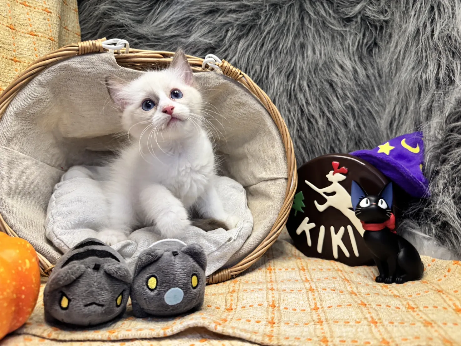 海雙布偶貓妹妹 - 冬月