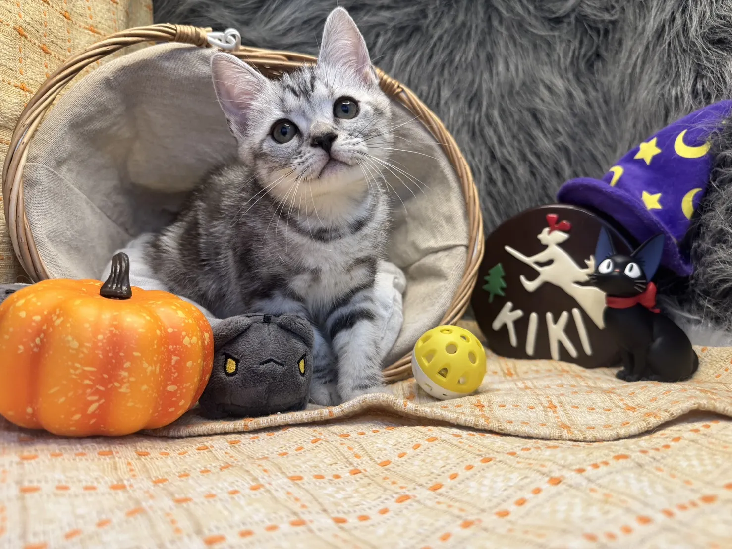 美國短毛貓妹妹｜銀白色的小甜心(美式)