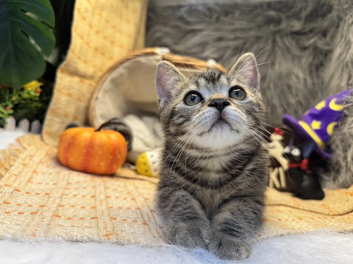 美國短毛貓妹妹｜小小學徒「焦糖」(深古銅色)