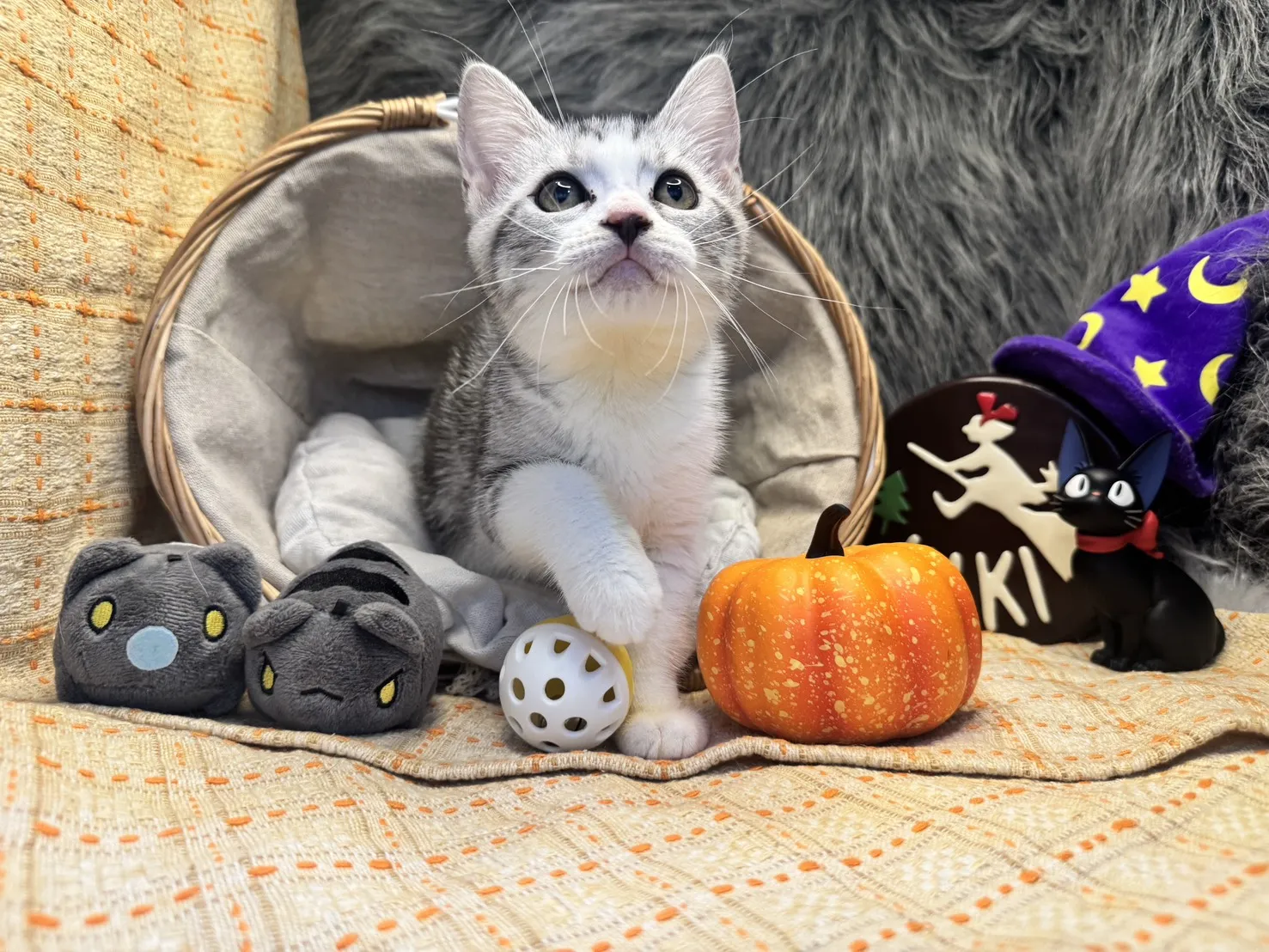 美國短毛貓妹妹｜銀白小甜心「香草」