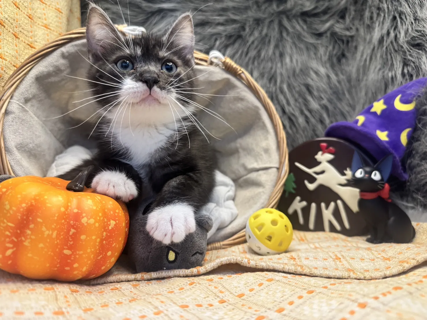 美國短毛貓弟弟｜小蝙蝠俠(煙燻加白)