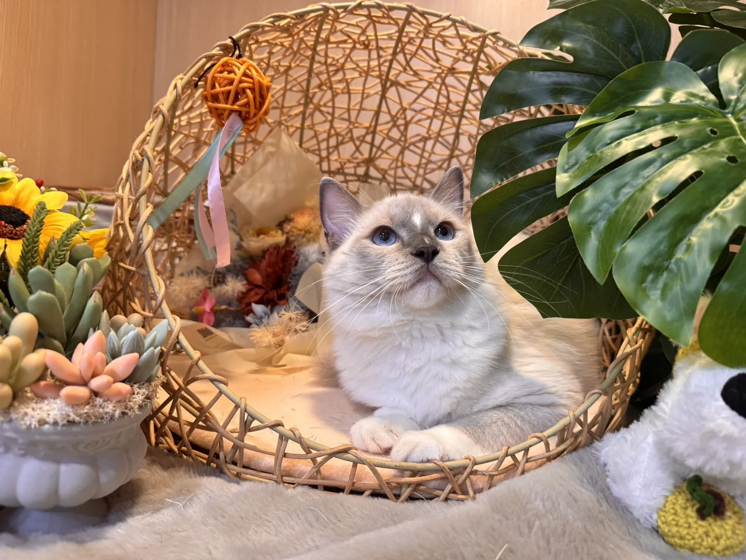 藍重點流星手套色弟弟-小光