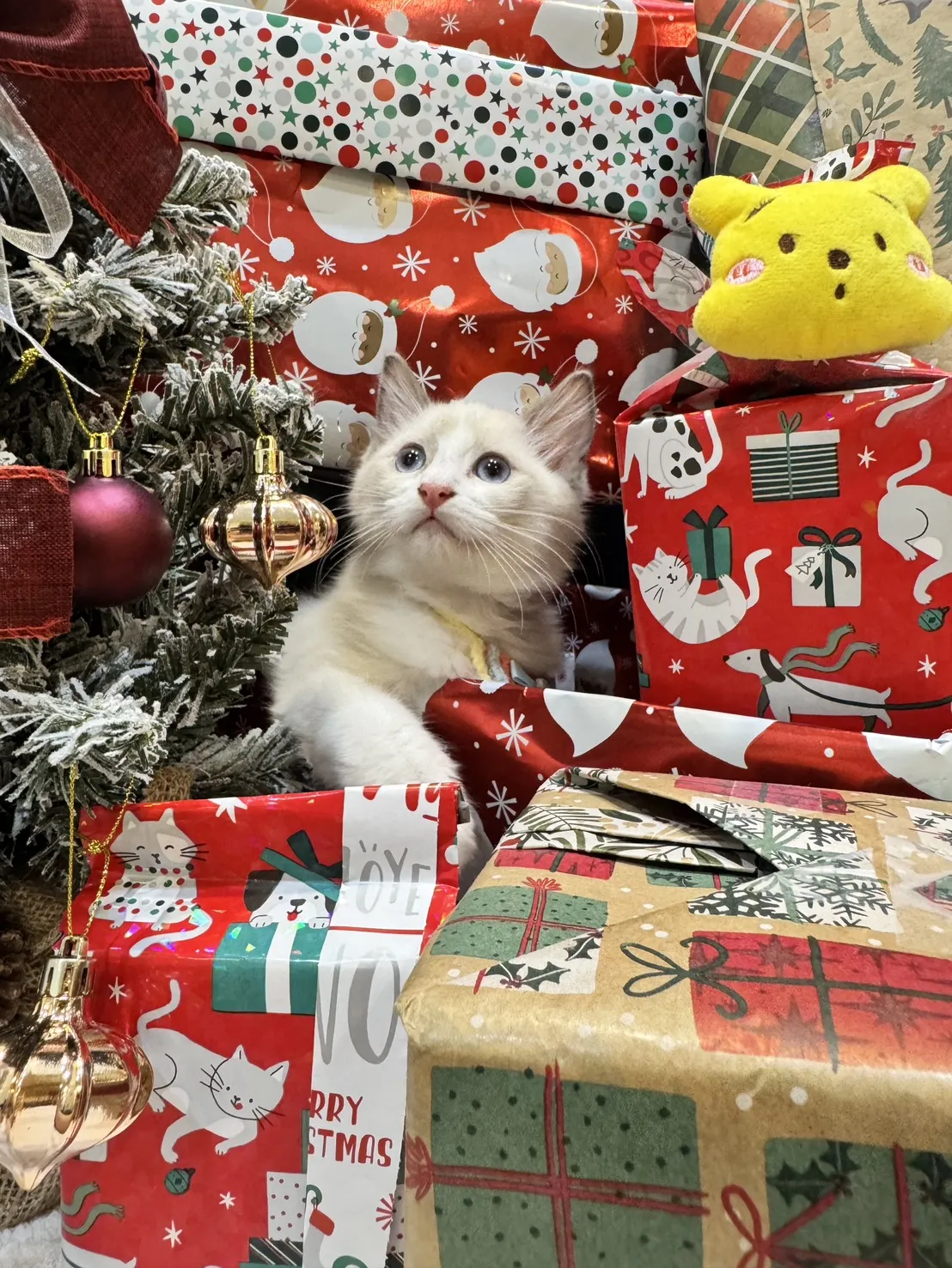 海雙布偶貓妹妹-樂寶