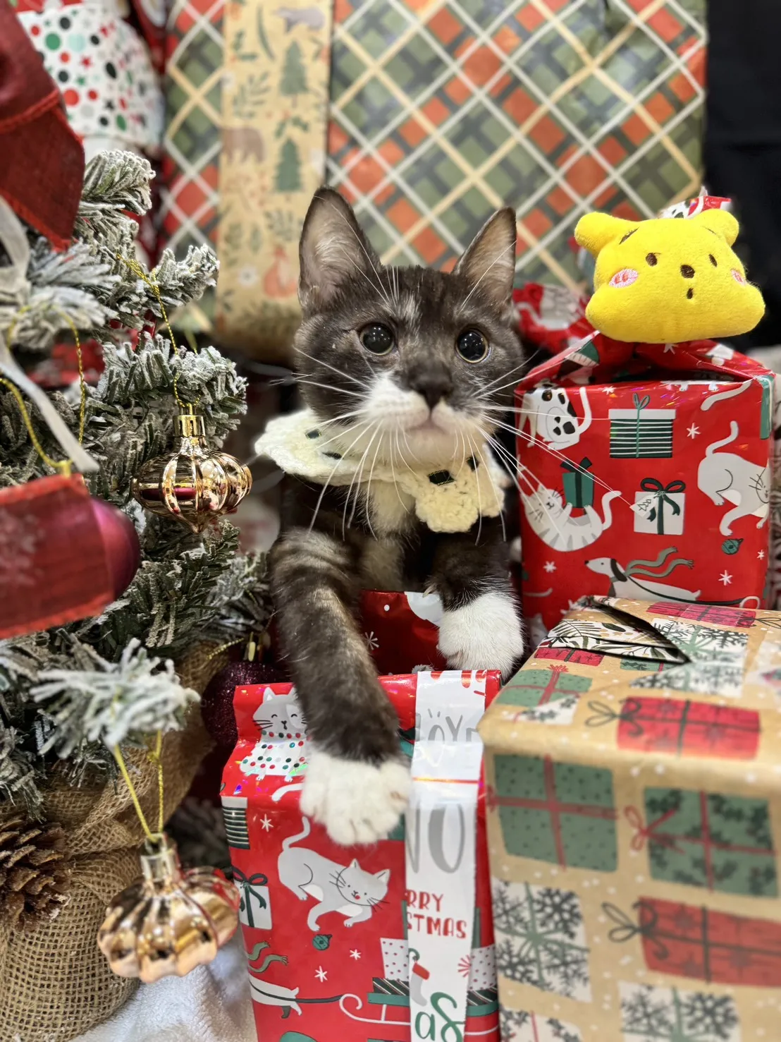 美國短毛貓弟弟｜小蝙蝠俠(煙燻加白)