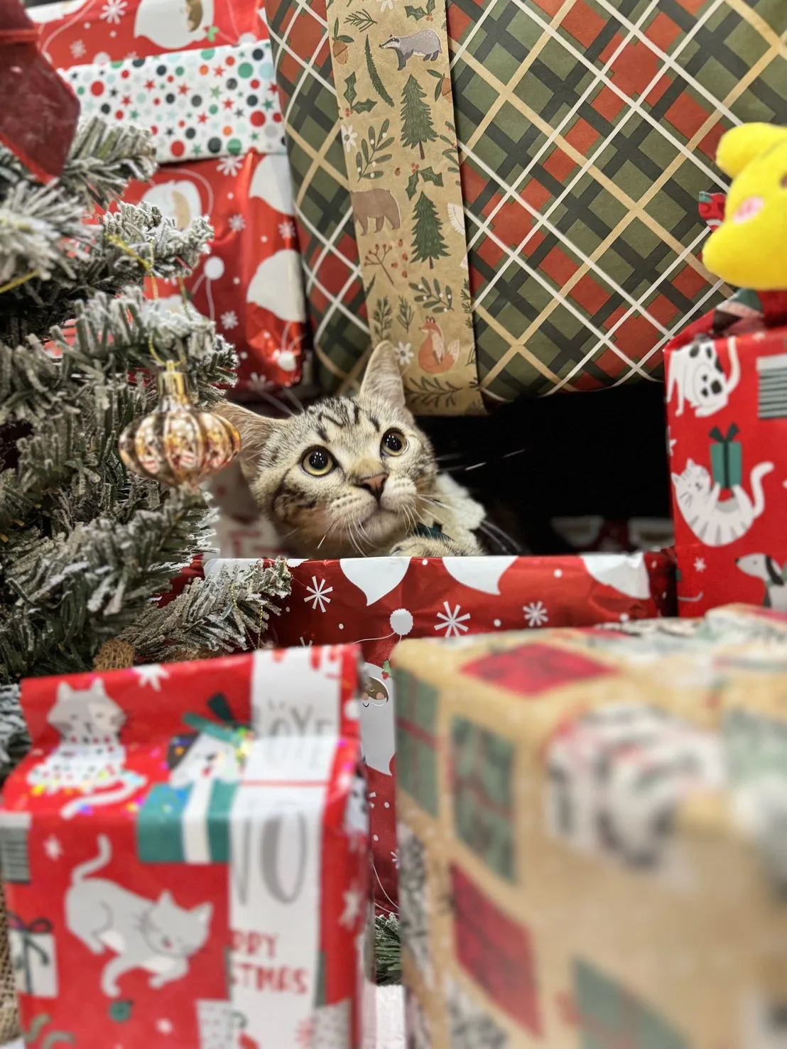 美國短毛貓弟弟｜貪吃寶寶「榛果」(淺古銅色)