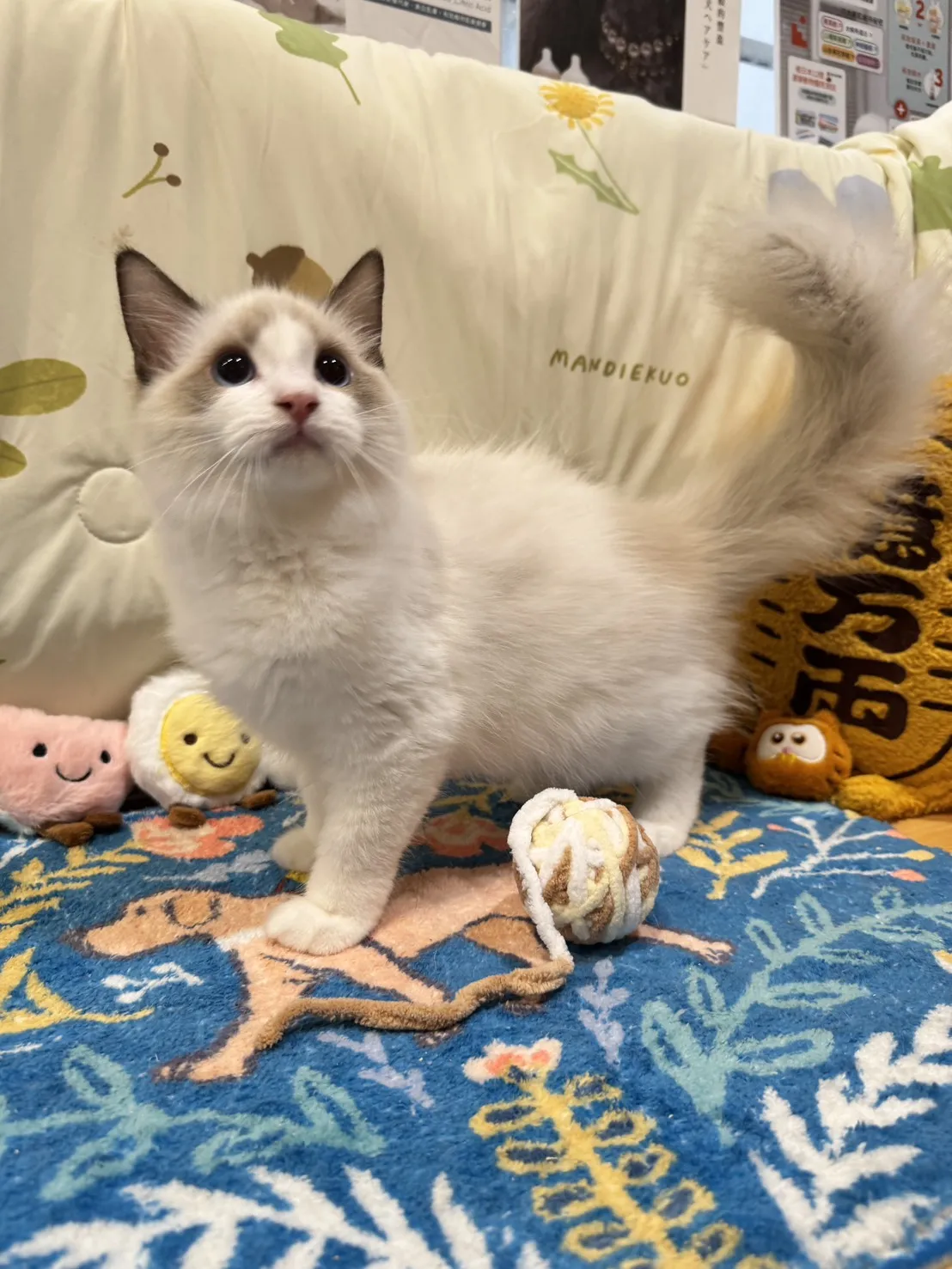 海雙布偶貓妹妹 - 琉璃