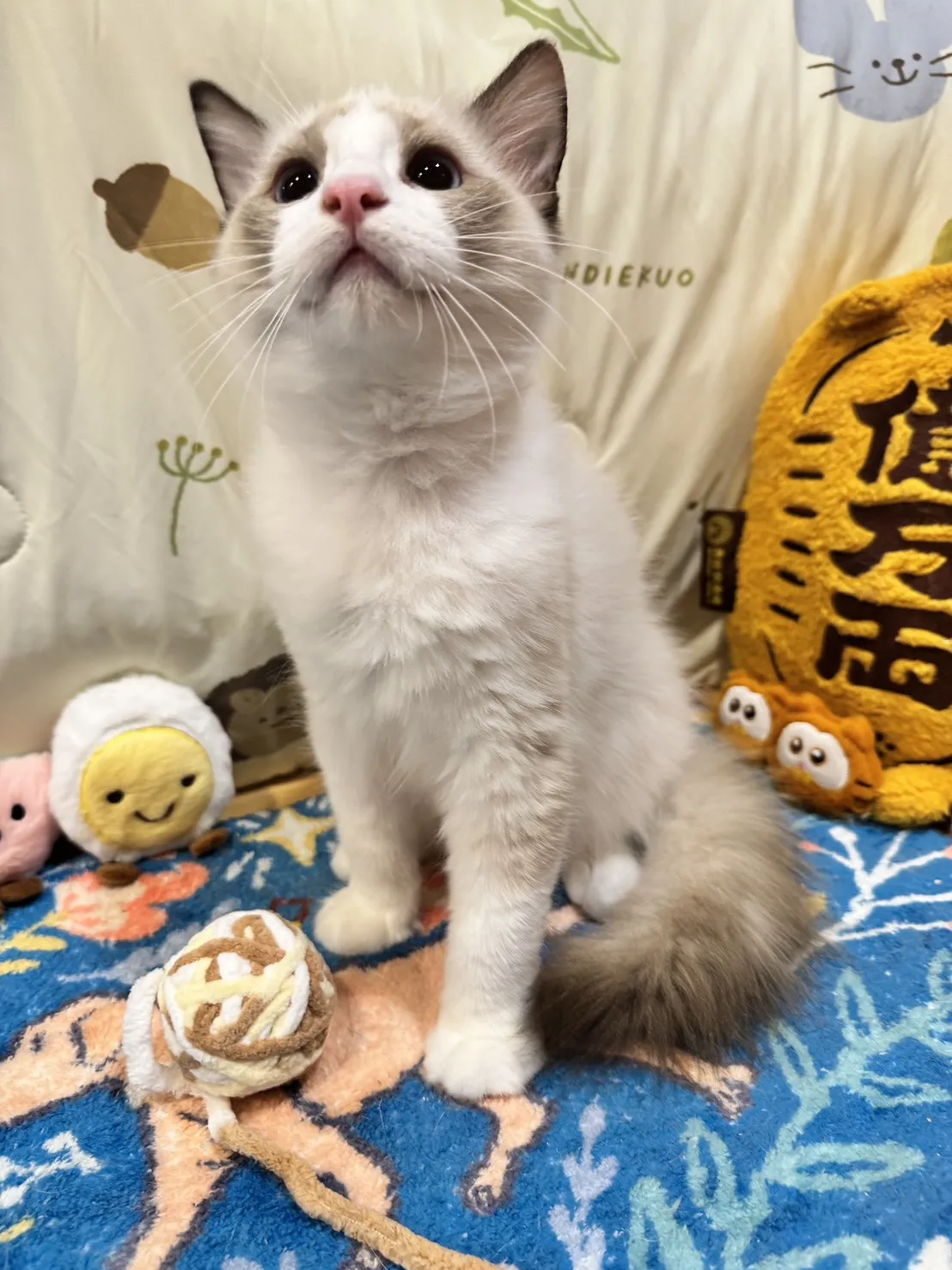 海雙布偶貓弟弟 - 安寶