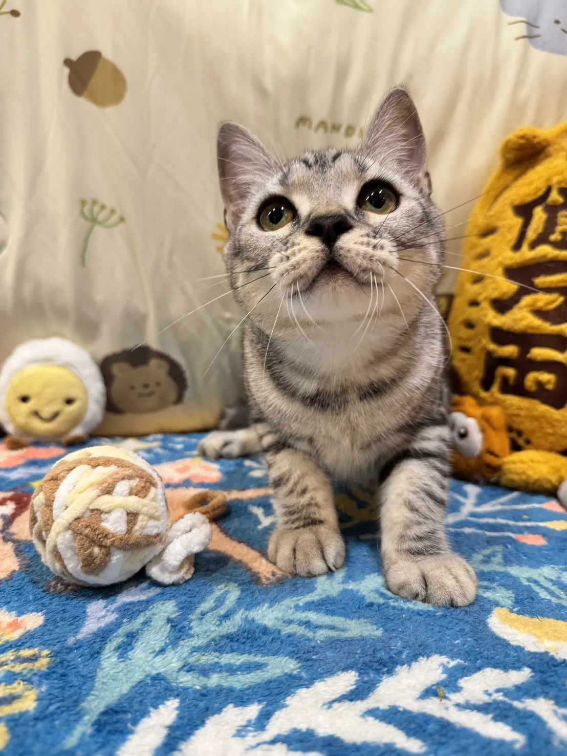 美國短毛貓妹妹｜銀白色的小甜心(美式)